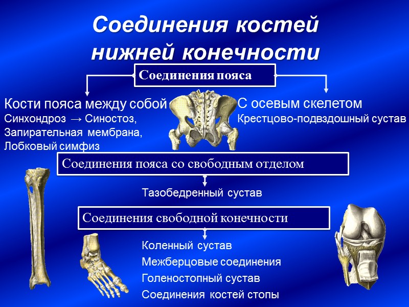 Соединения костей  нижней конечности Соединения пояса Соединения свободной конечности Кости пояса между собой